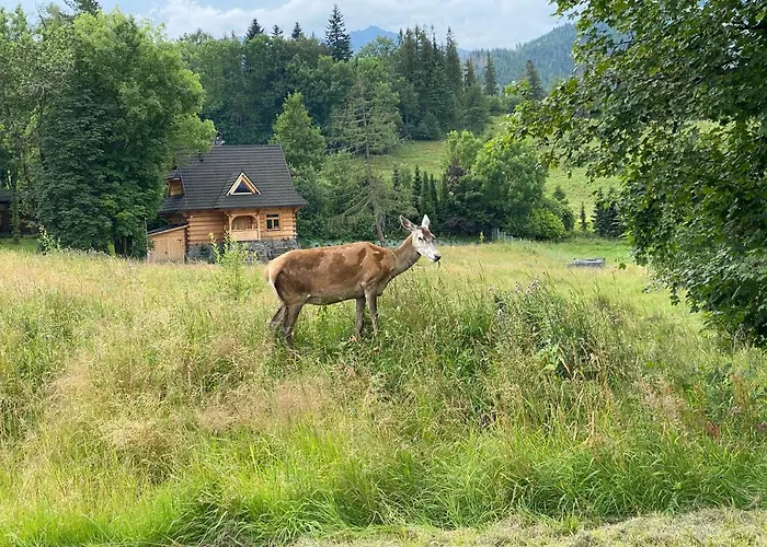 Pod Wierchem شقة زاكوباني